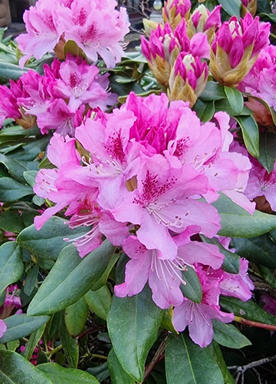 Begonia Cottage Briston Esterno foto
